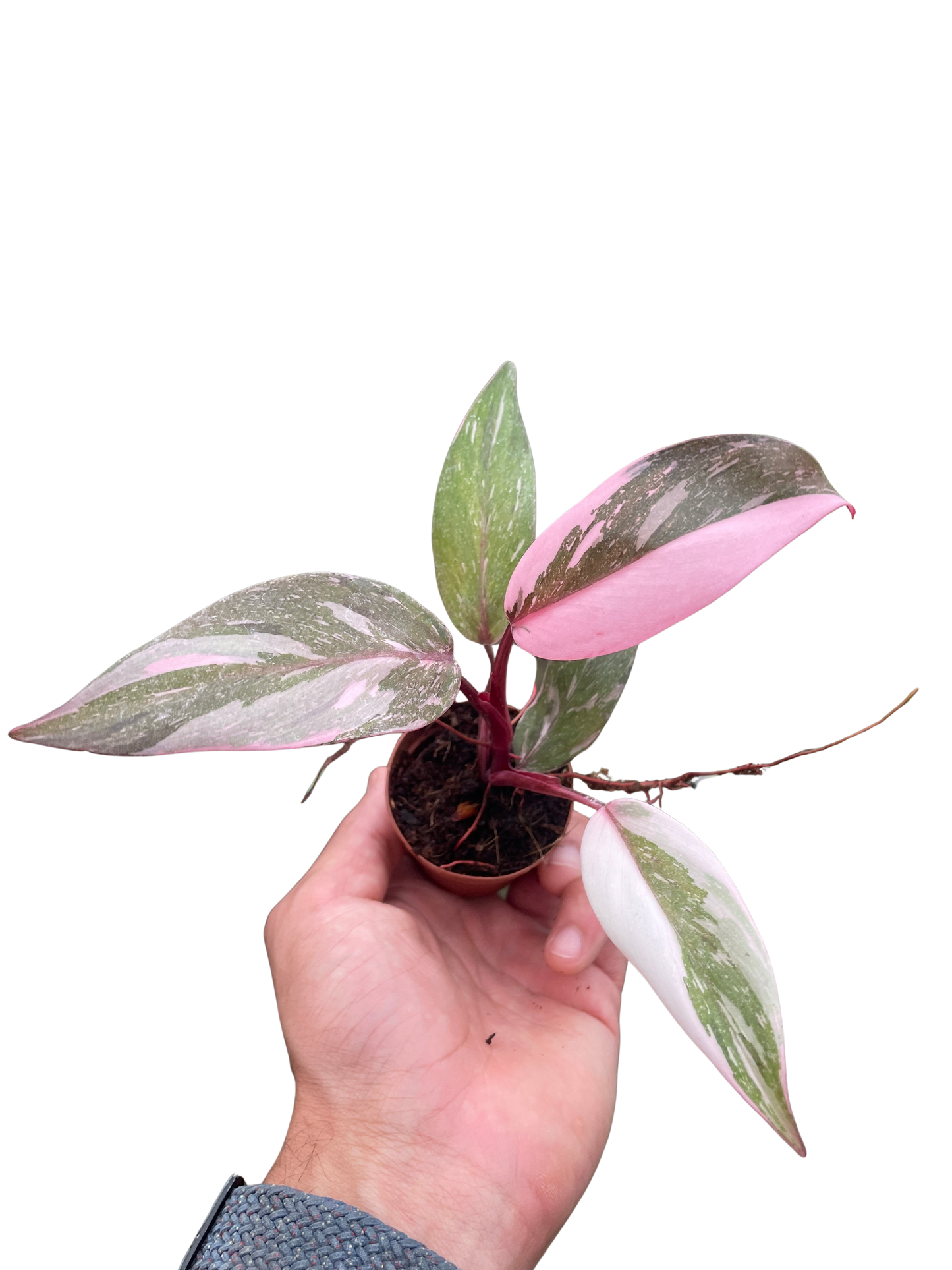 Philodendron 'Marble Pink Princess'