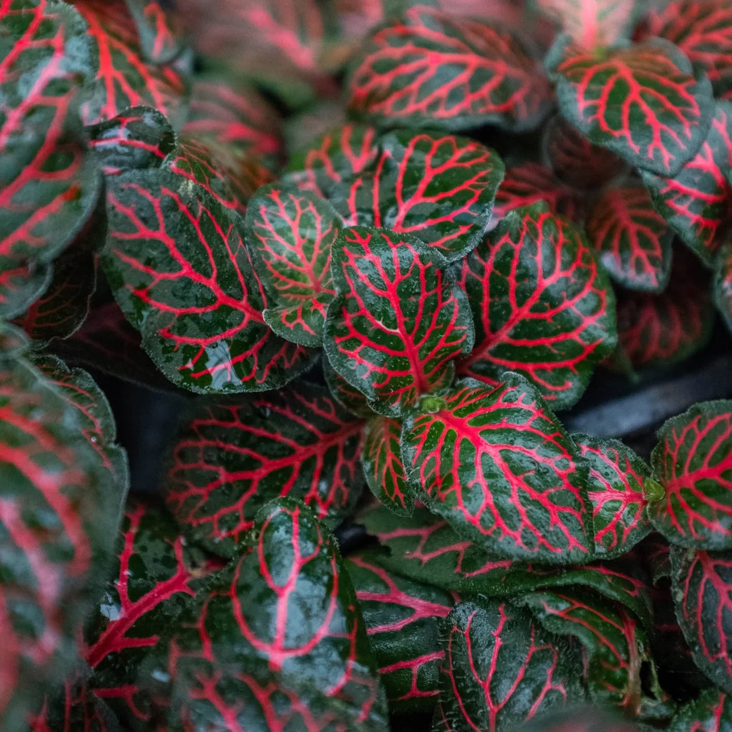 Fittonia 'Red'