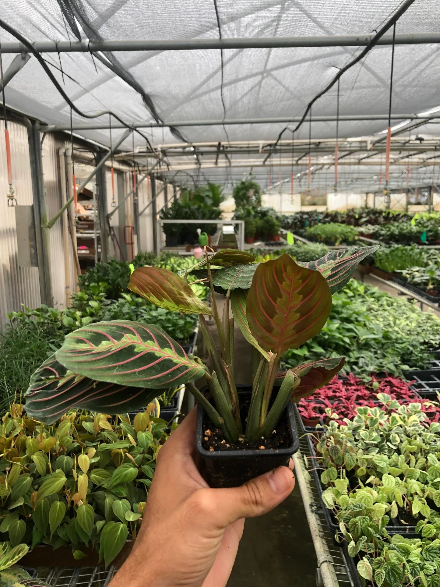 Maranta Red Prayer