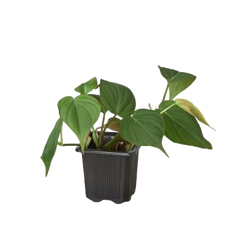 Philodendron 'Velvet'