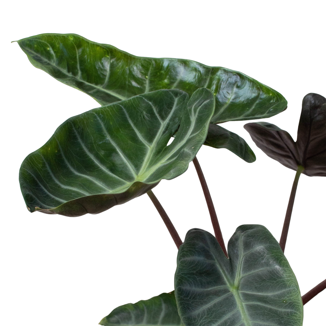 Alocasia 'Ebony'