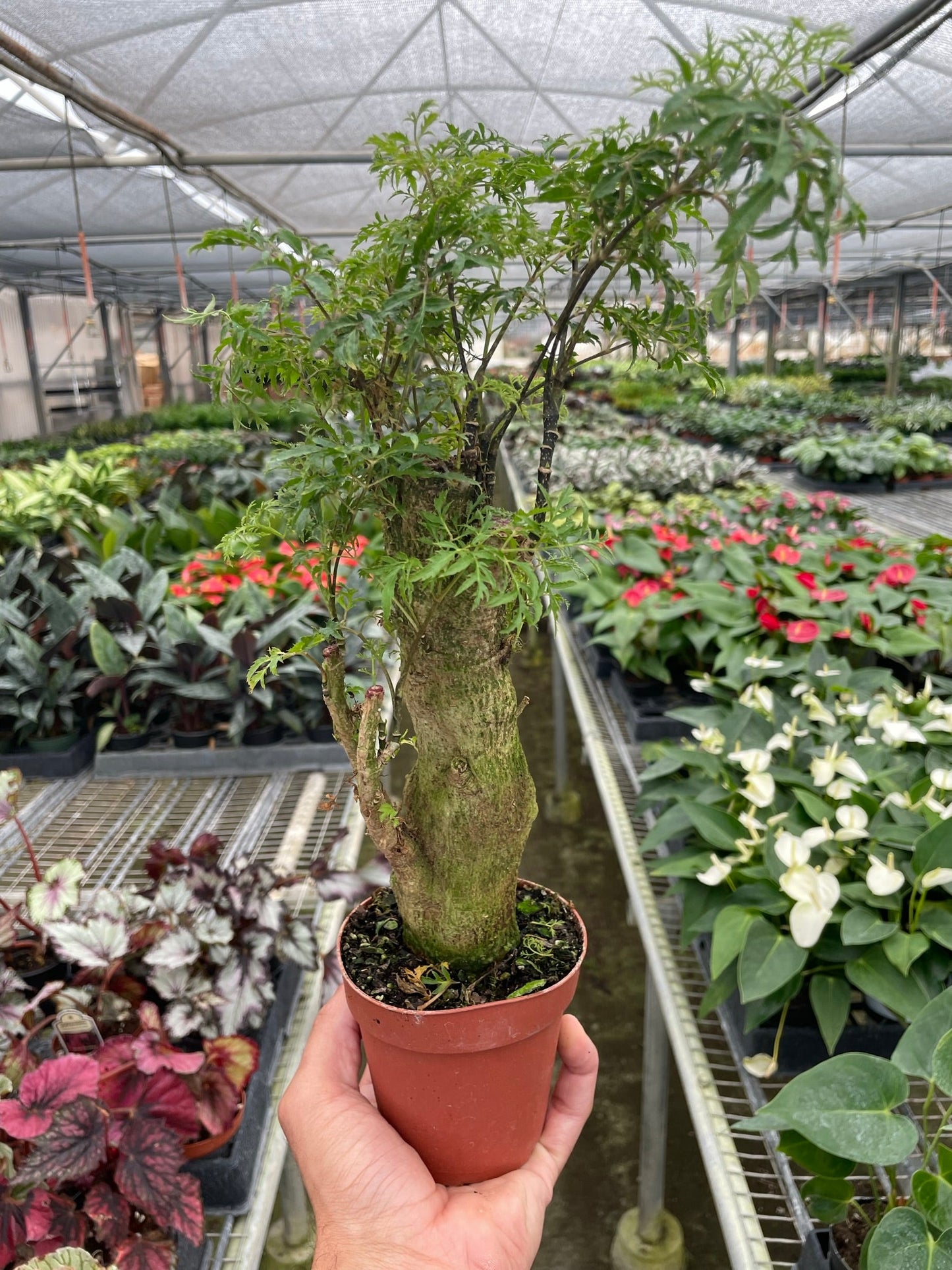 Aralia Ming Stump Plant