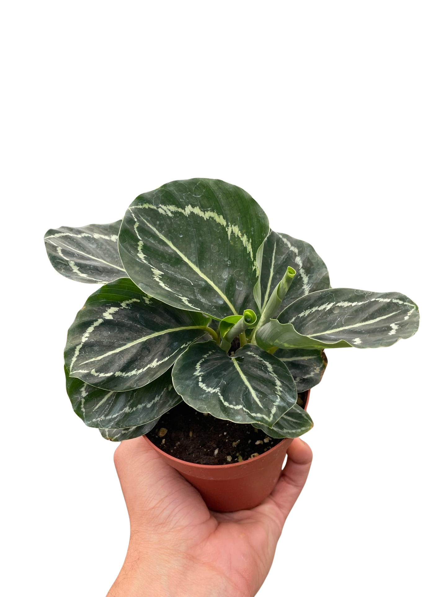 Calathea 'Green Goddess'