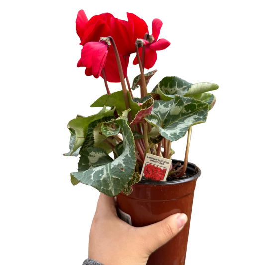 Cyclamen 'Red'