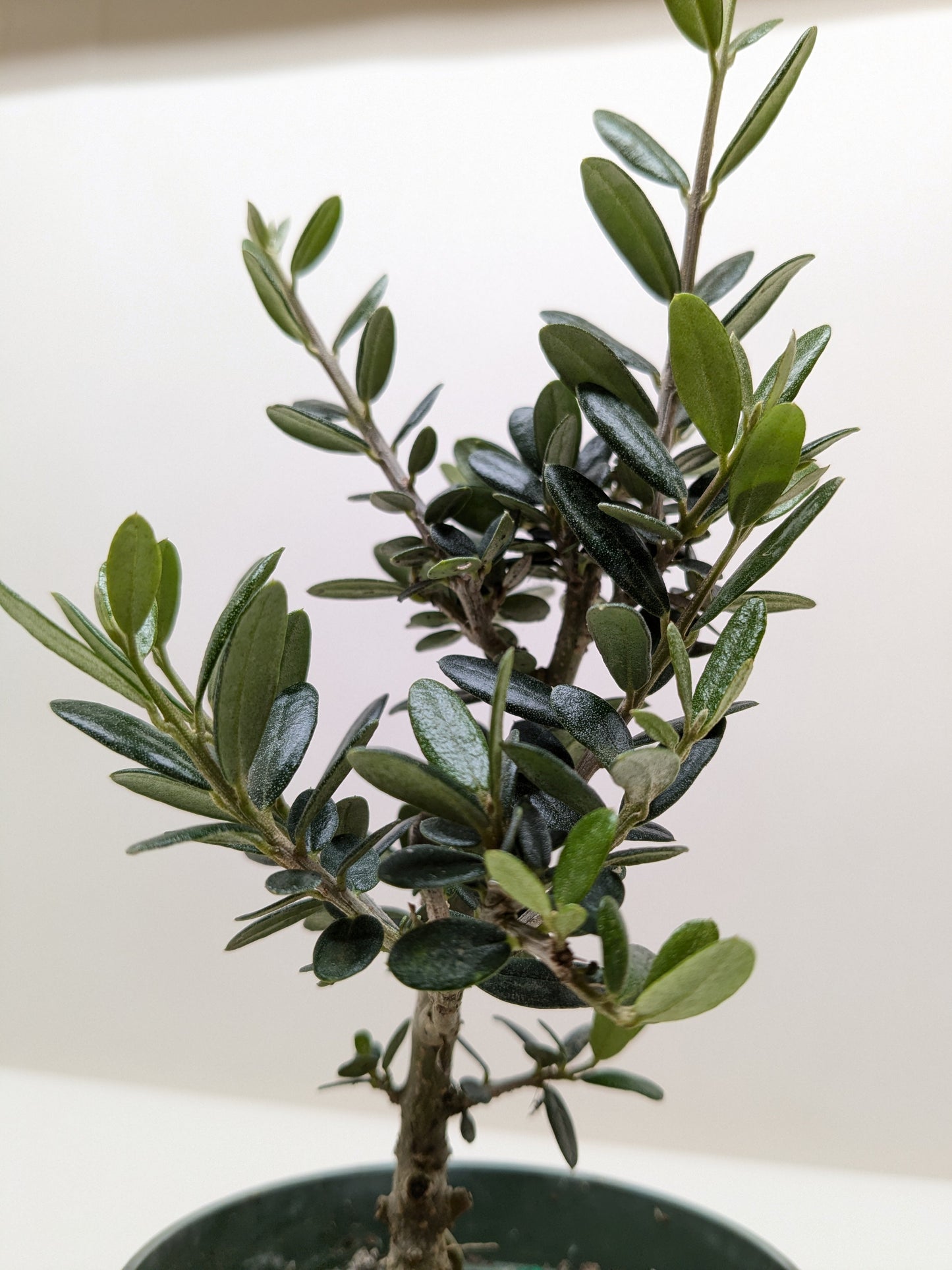 Common Olive Tree (Olea europaea)