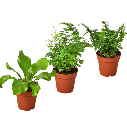 3 Fern Variety Pack - Live Plants - 4" Pot - House Plant