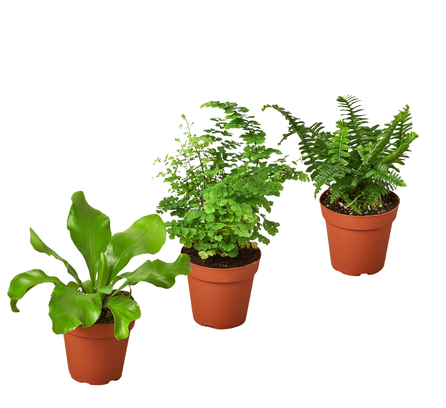 3 Fern Variety Pack - Live Plants - 4" Pot - House Plant