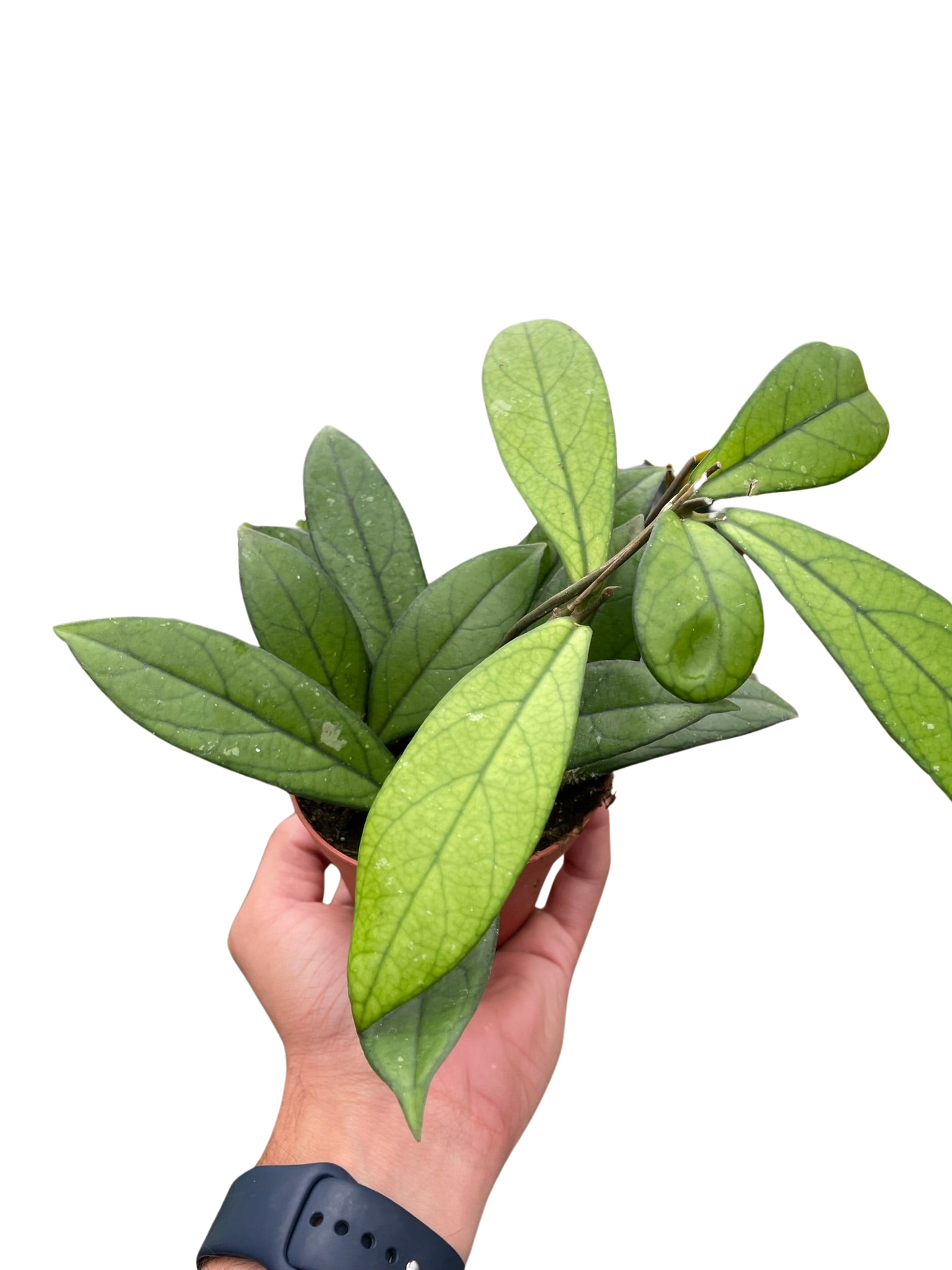 Hoya 'Crassipetiolata'