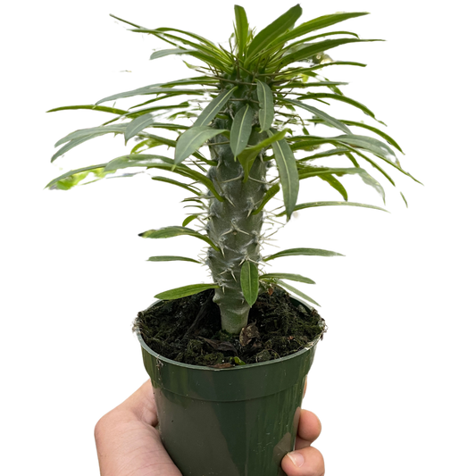 Pachypodium 'lamerei' (Madagascar Palm)