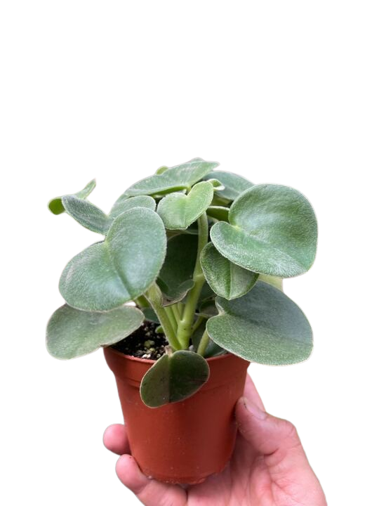 Peperomia 'Felted'