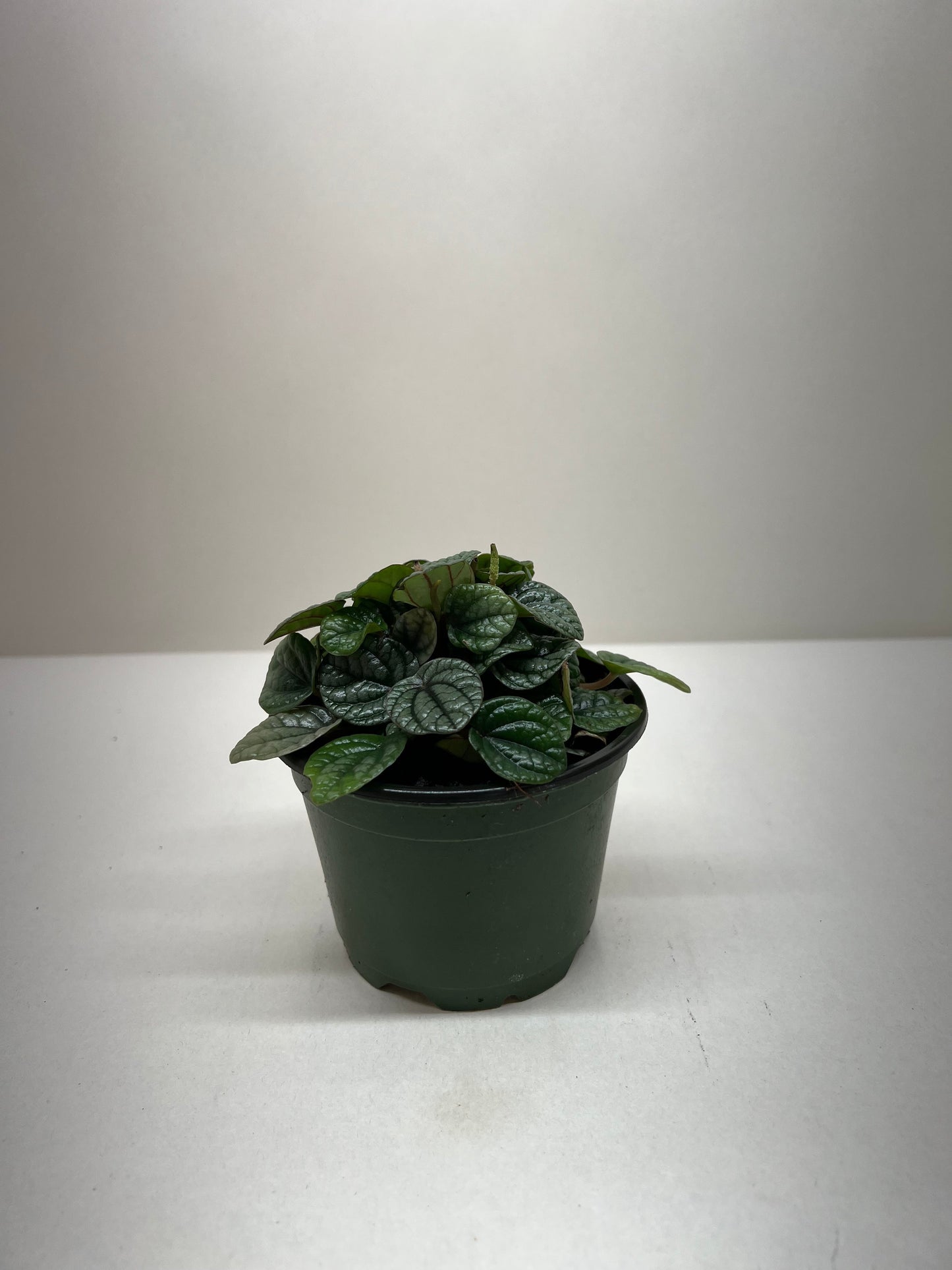 Peperomia Greyhound