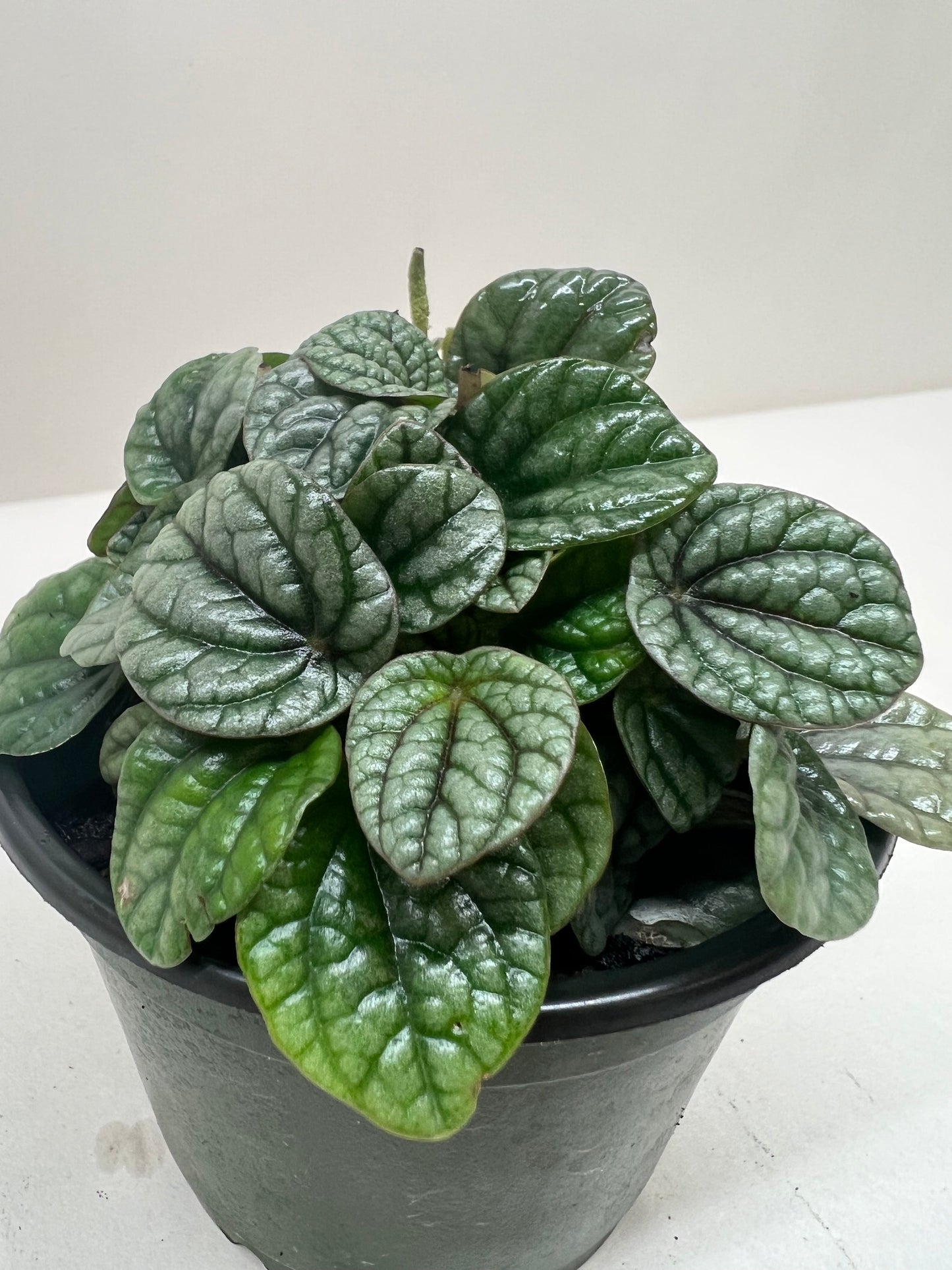 Peperomia Greyhound