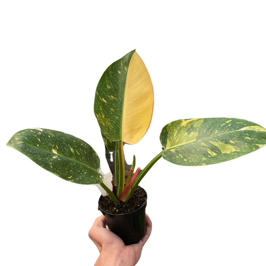 Philodendron 'Congo Green Variegated'