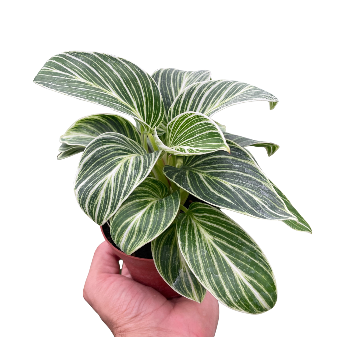 Philodendron White Measure