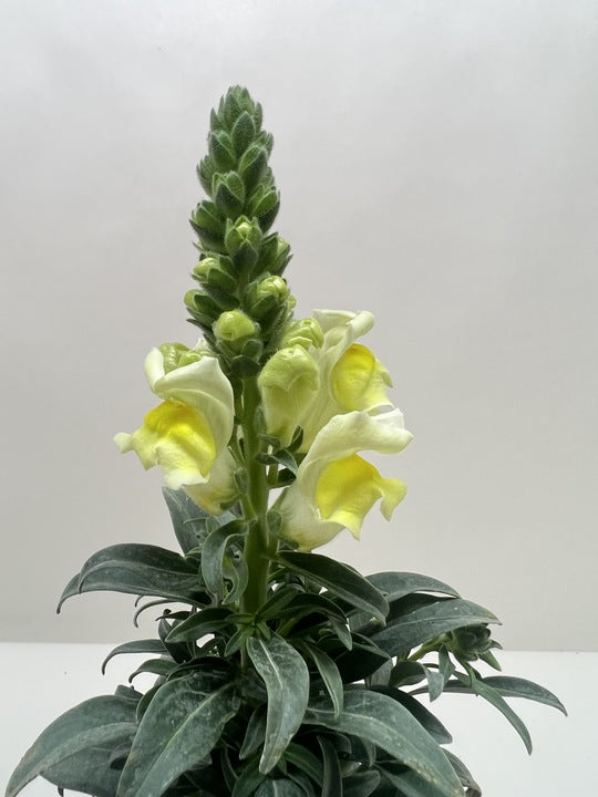 SnapDragon