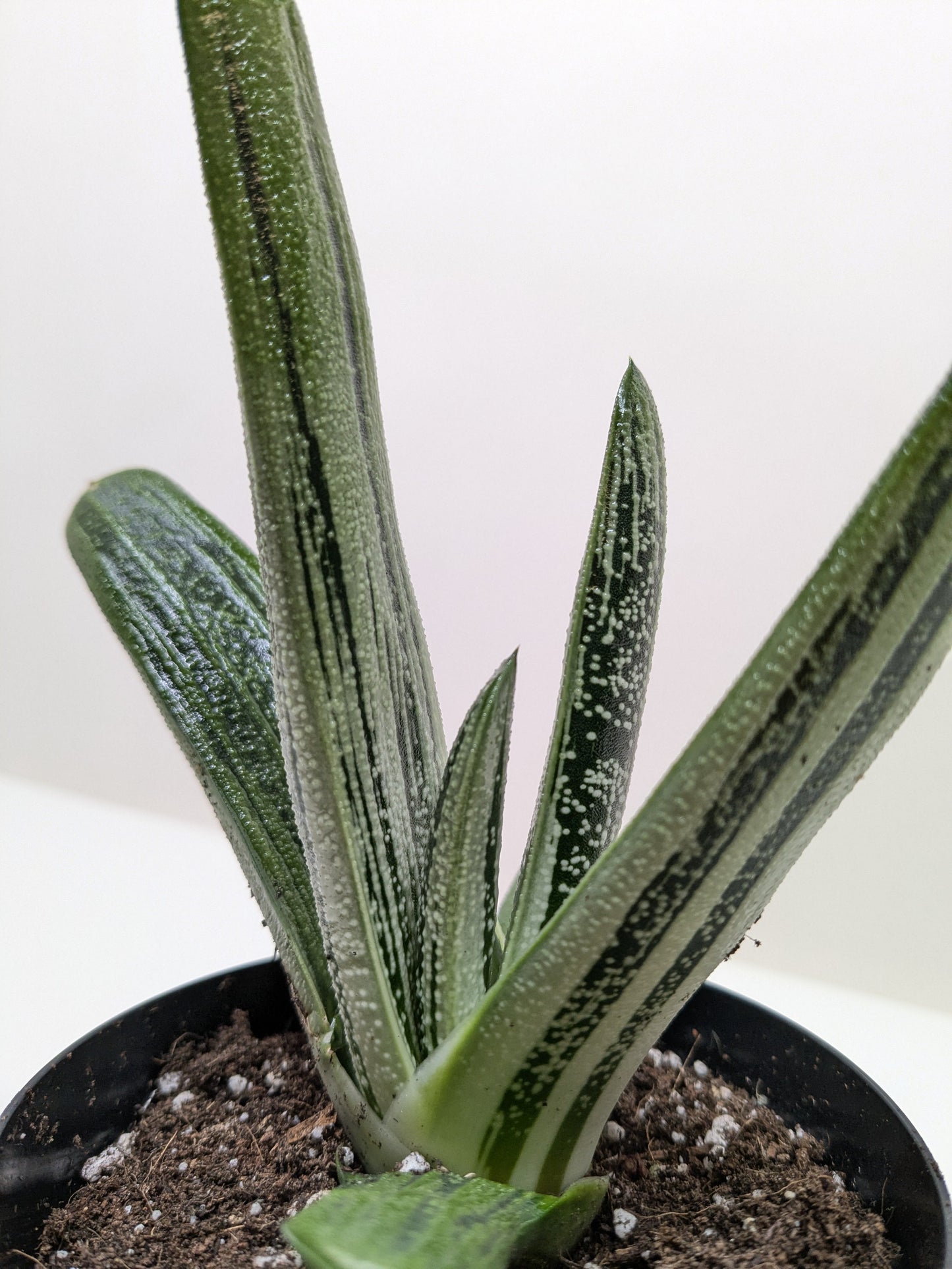 Succulent Gasteria Little Warty