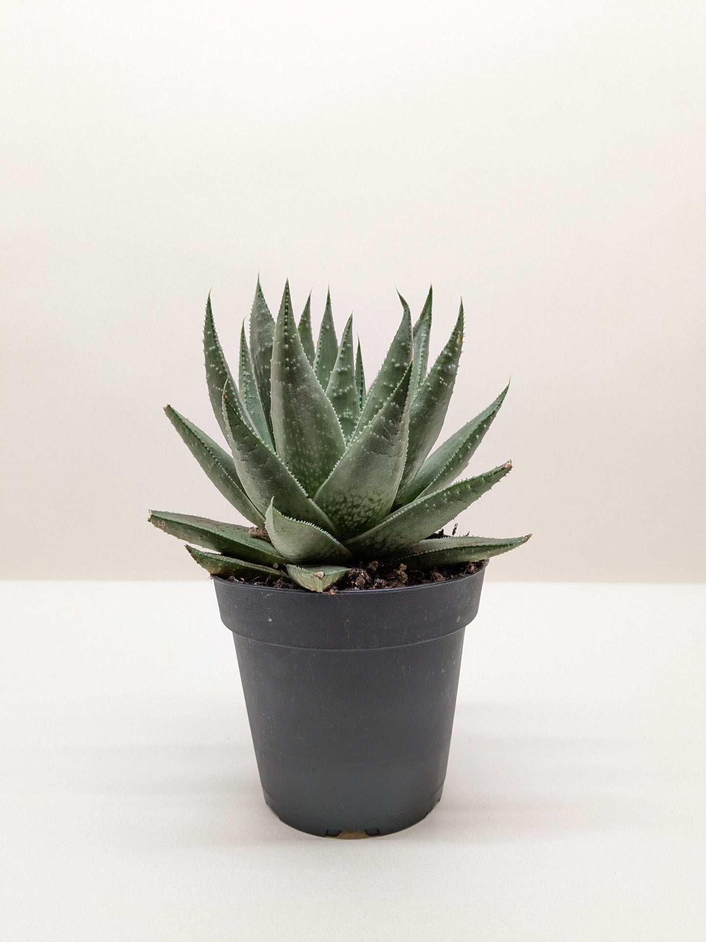 Succulent Haworthia Savanna