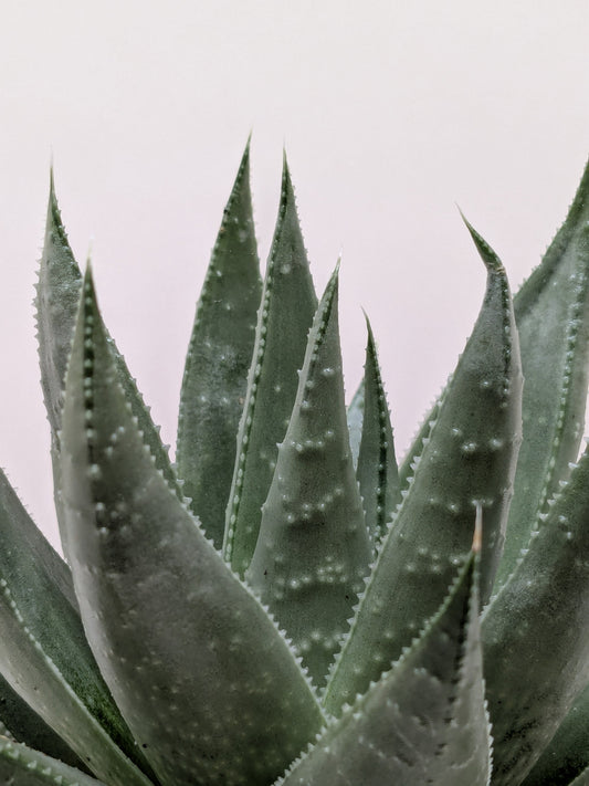 Succulent Haworthia Savanna