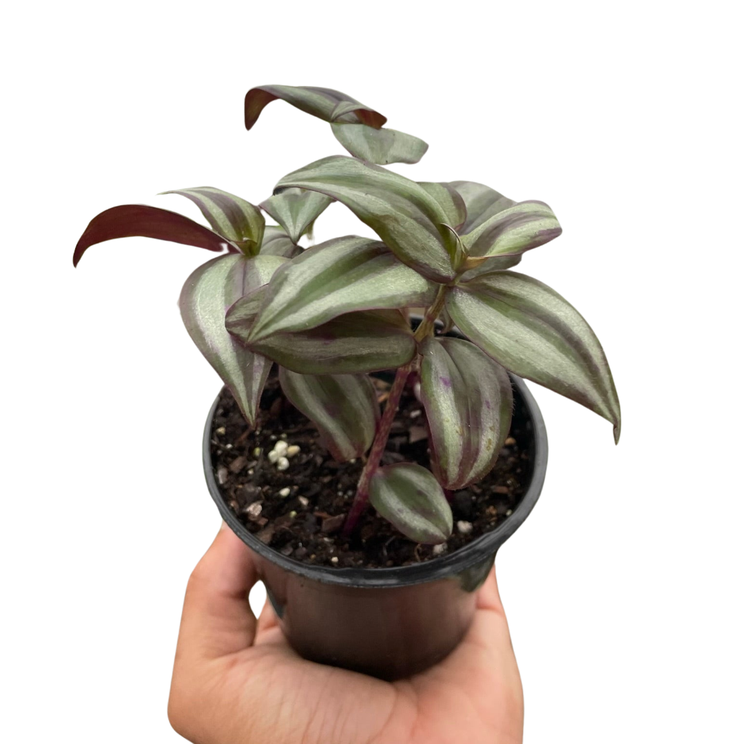 Tradescantia Zebrina 'Wandering Dude'