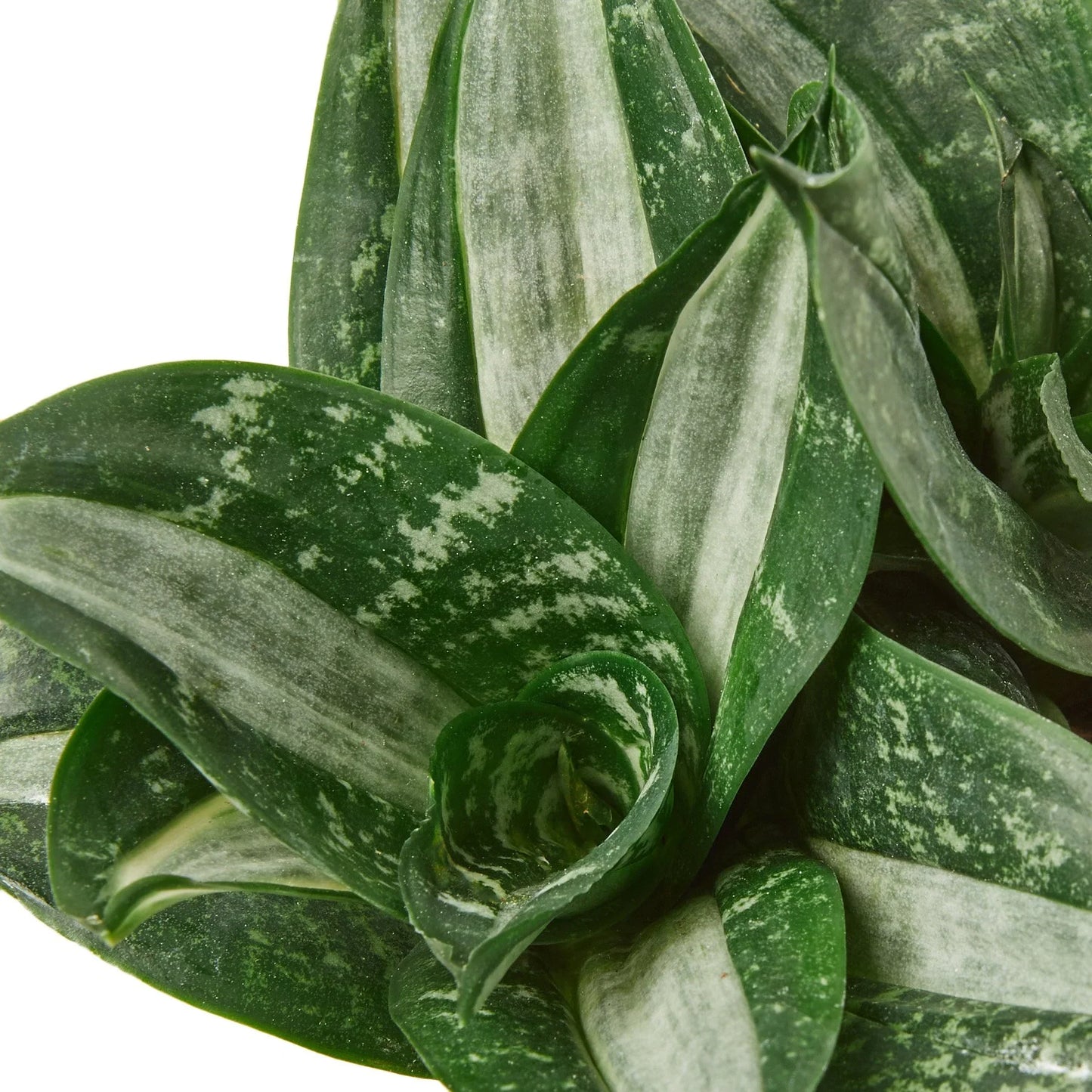 Snake Plant Silver Streak