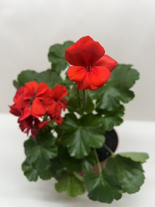 Geranium Red