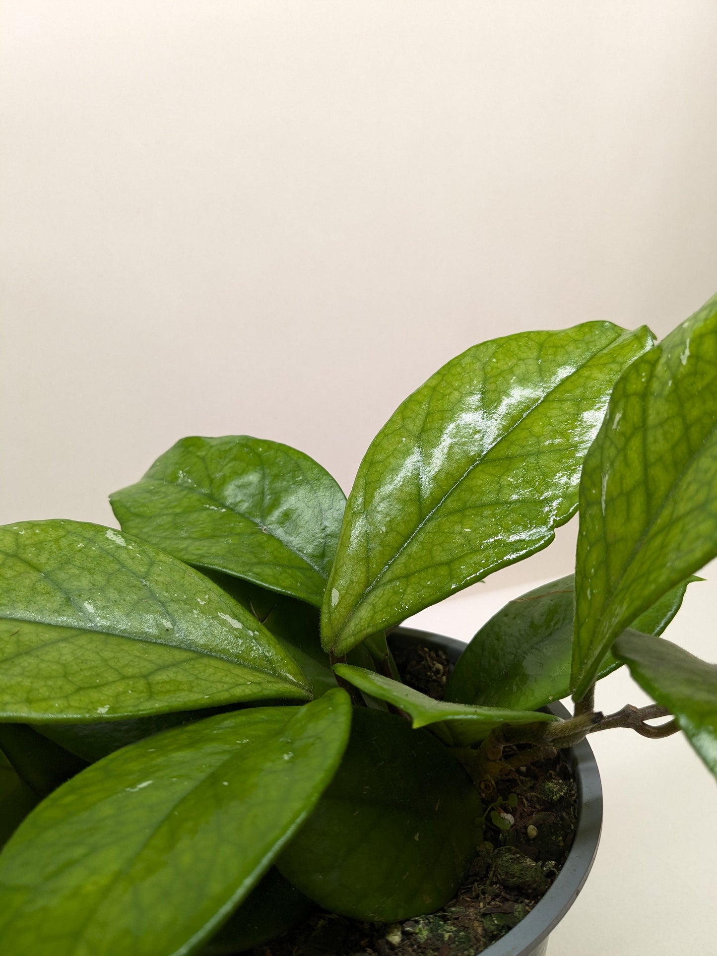 Hoya Fungii