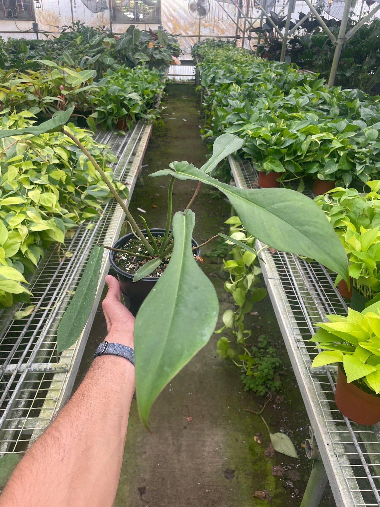 Philodendron 'Joepii'