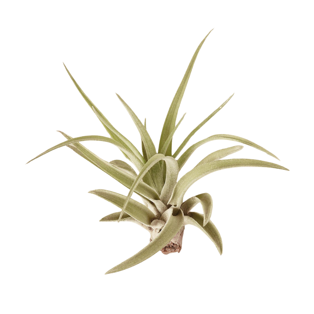 Tillandsia Air Plant Veluntina