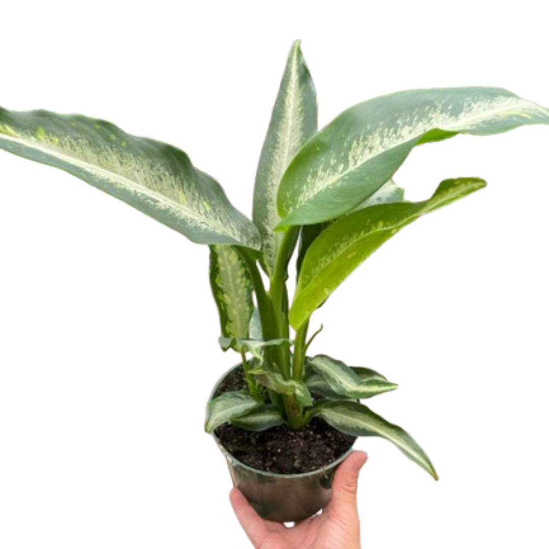 Dieffenbachia Panther