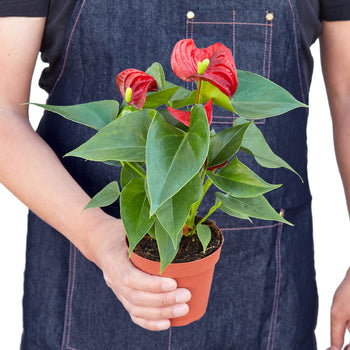 Anthurium 'Red'