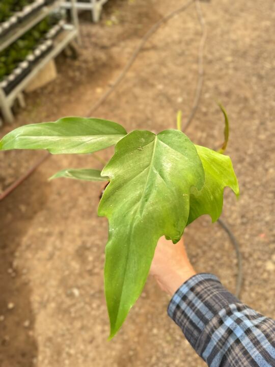 Philodendron Mayoi