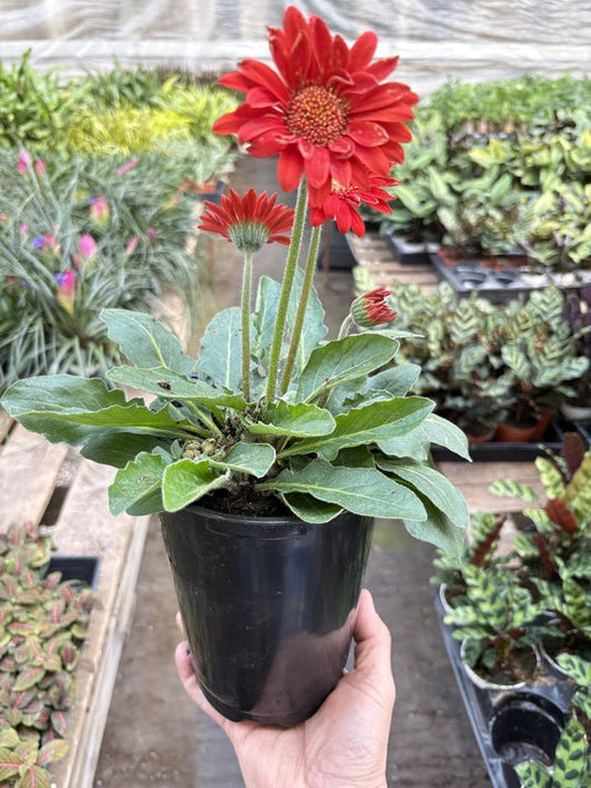 Gerbera Sweet Love Red