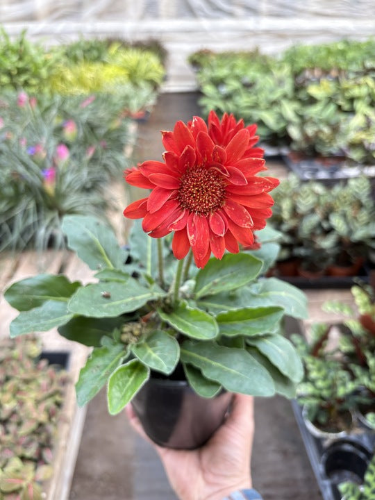 Gerbera Sweet Love Red