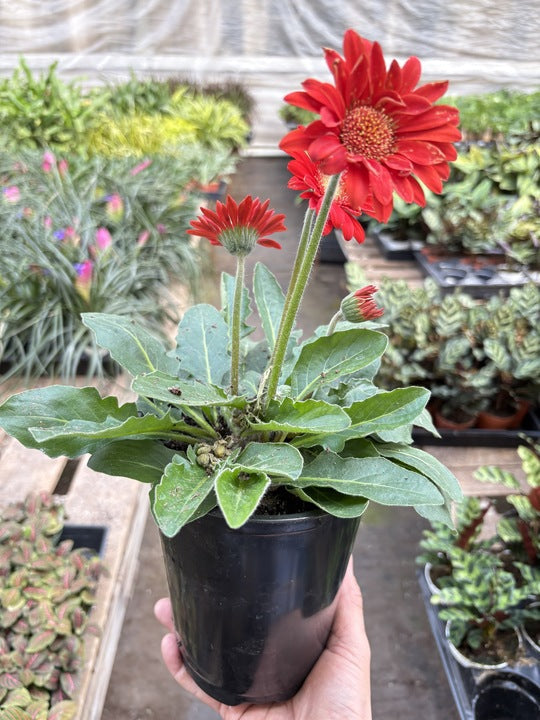 Gerbera Sweet Love Red