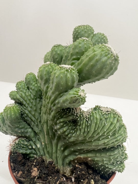 Succulent Cereus Coral Green